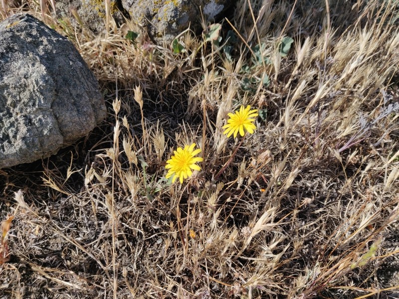 Annual Agoseris photo 3