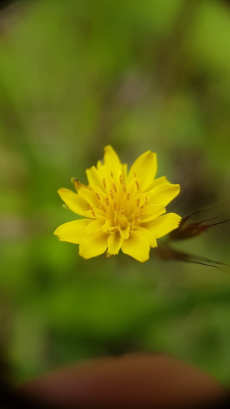Annual Agoseris photo 5