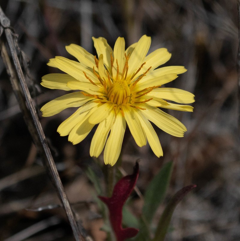 Annual Agoseris photo 8