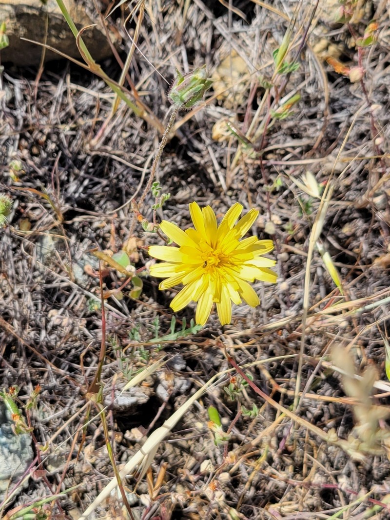 Agoseris heterophylla var. cryptopleura