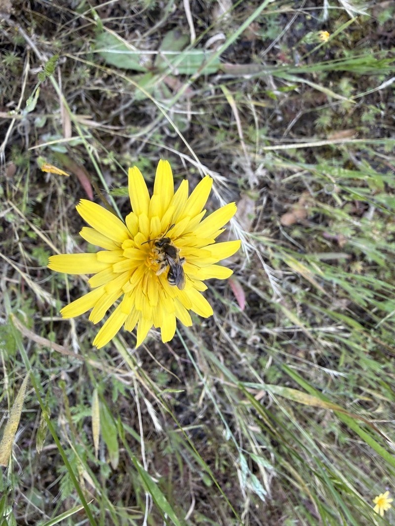 Agoseris heterophylla var. cryptopleura photo 2