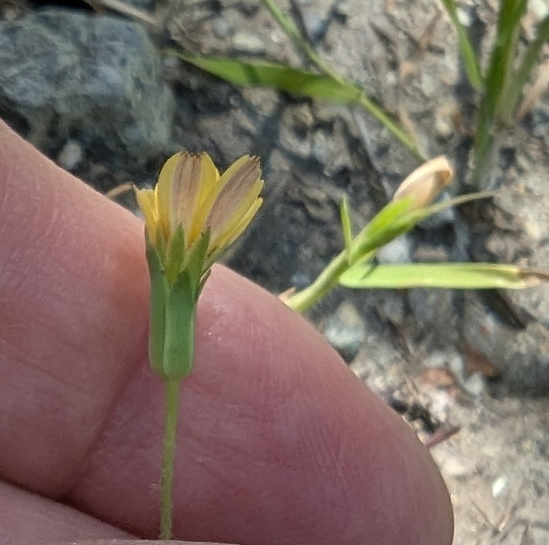 Agoseris heterophylla var. cryptopleura photo 3