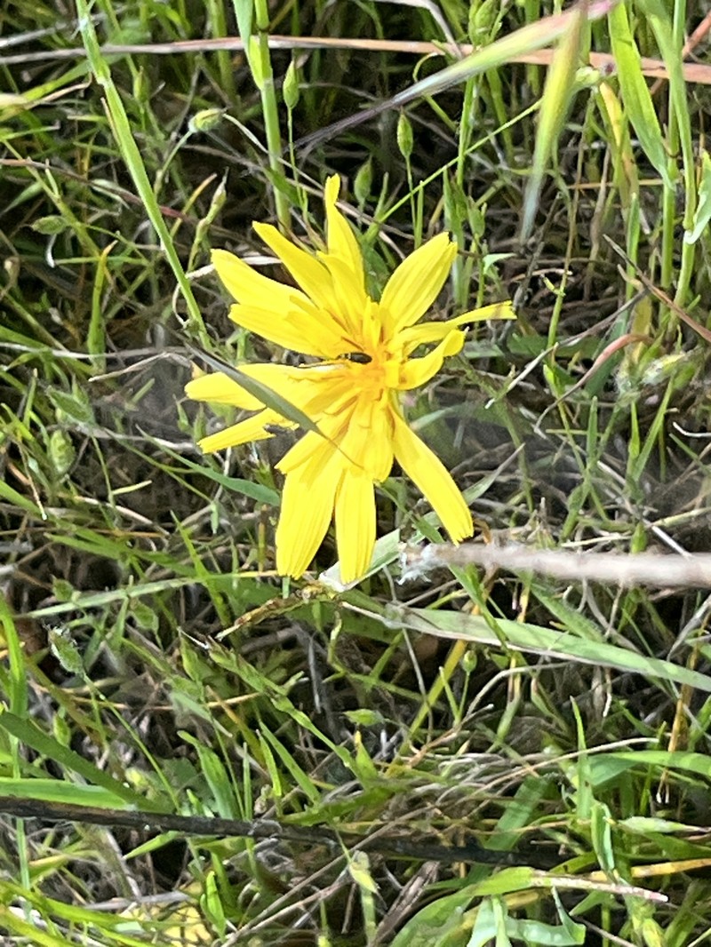 Agoseris heterophylla var. cryptopleura photo 4