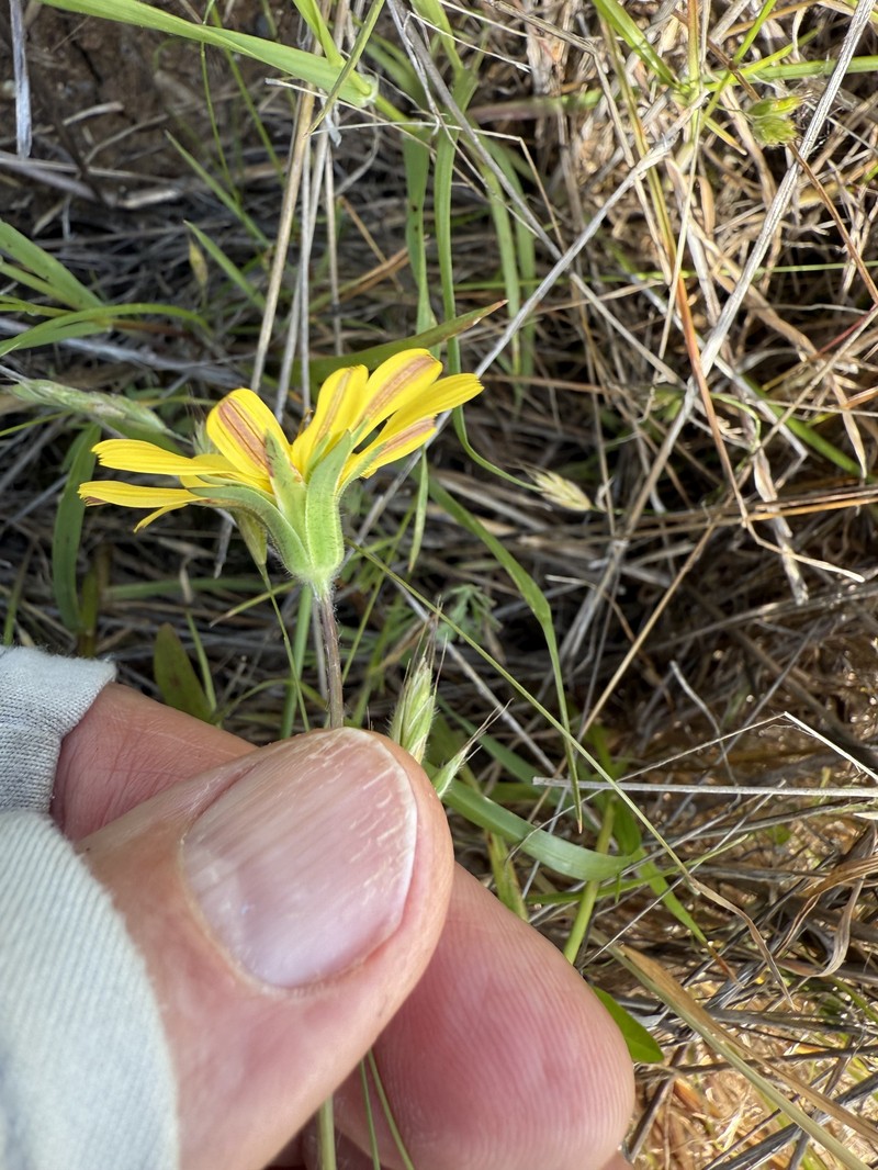 Agoseris heterophylla var. cryptopleura photo 5