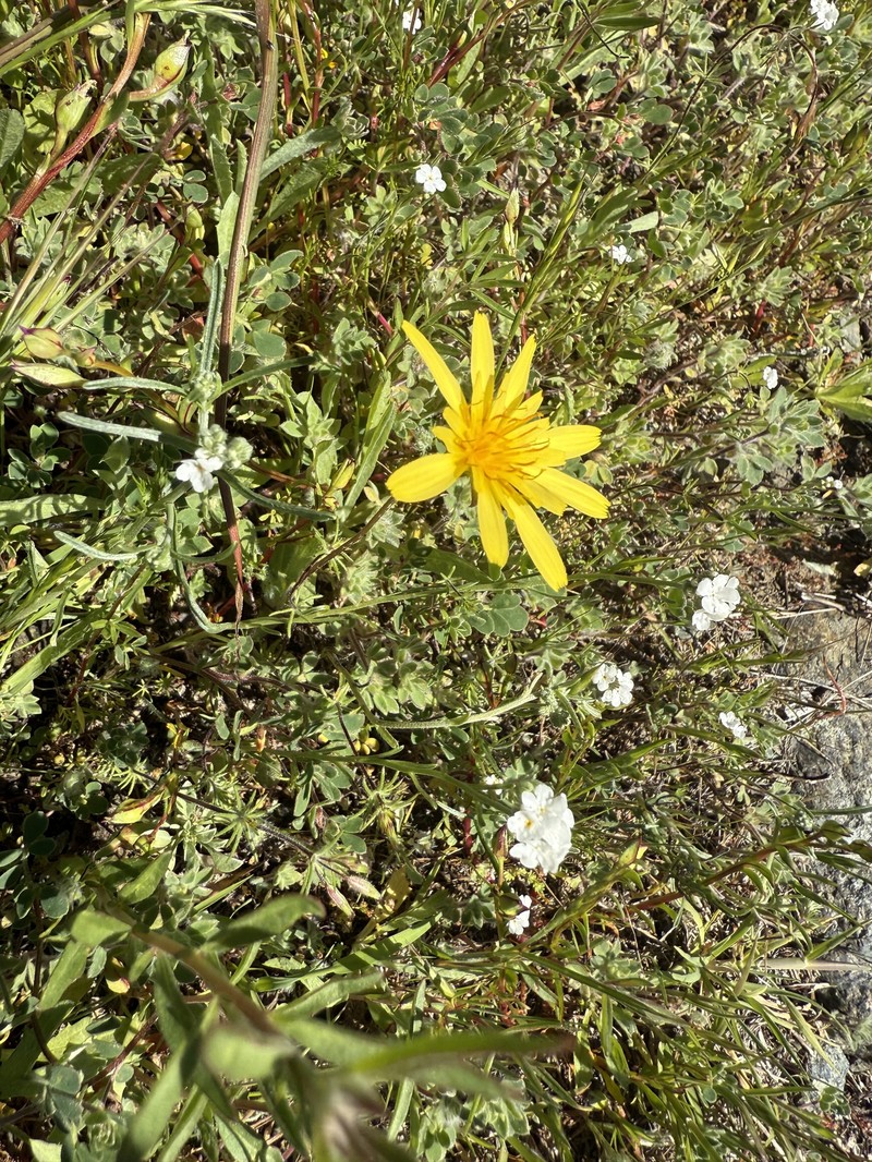 Agoseris heterophylla var. cryptopleura photo 6