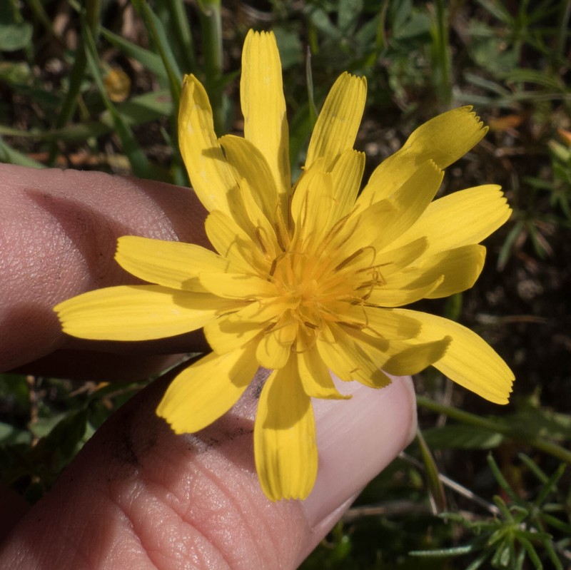 Agoseris heterophylla var. cryptopleura photo 7