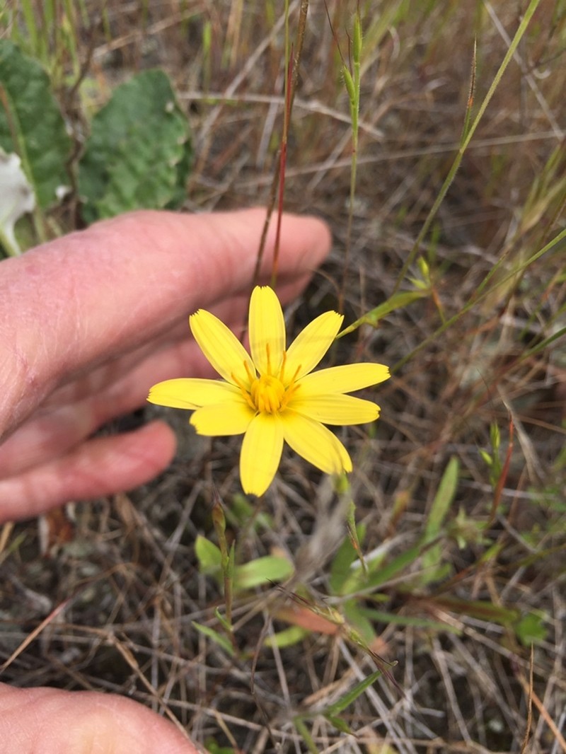 Agoseris heterophylla var. cryptopleura photo 8