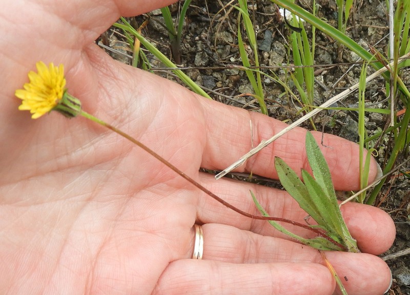 Agoseris heterophylla var. heterophylla