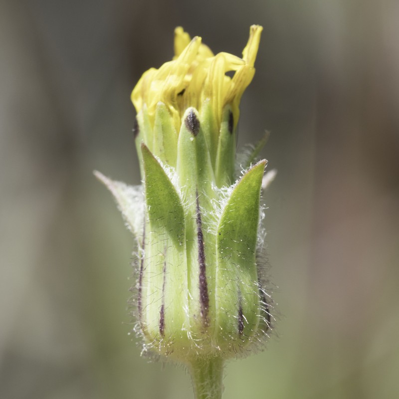 Agoseris heterophylla var. heterophylla photo 2
