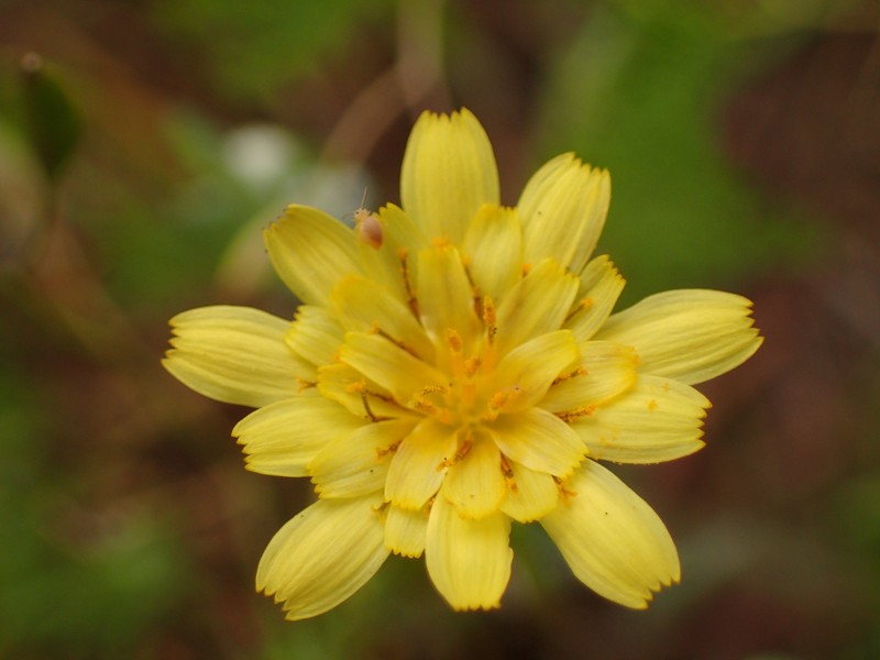 Agoseris heterophylla var. heterophylla photo 3