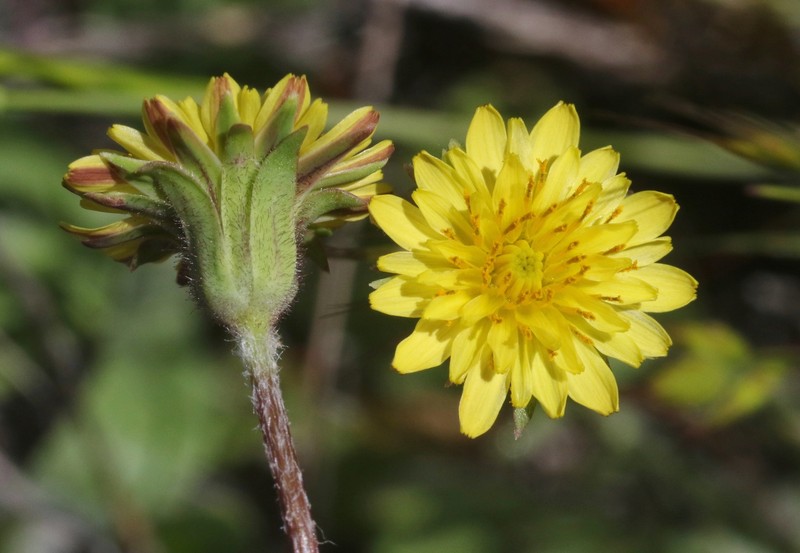 Agoseris heterophylla var. heterophylla photo 4