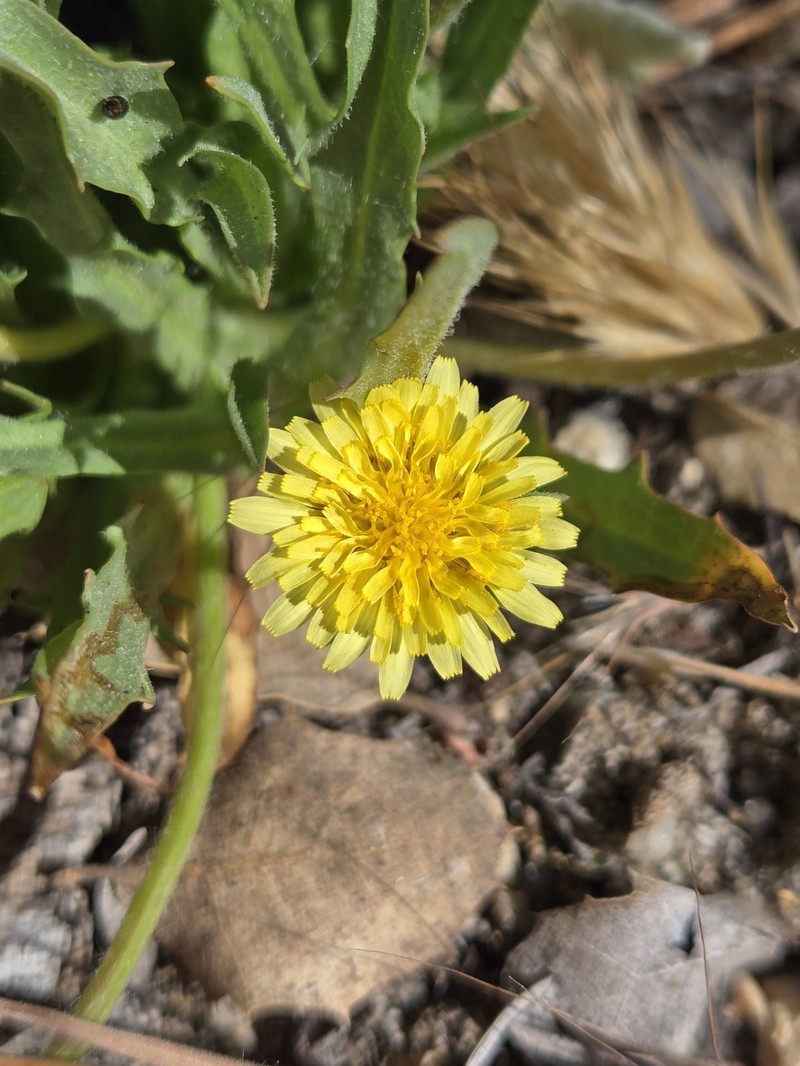 Agoseris heterophylla var. heterophylla photo 5