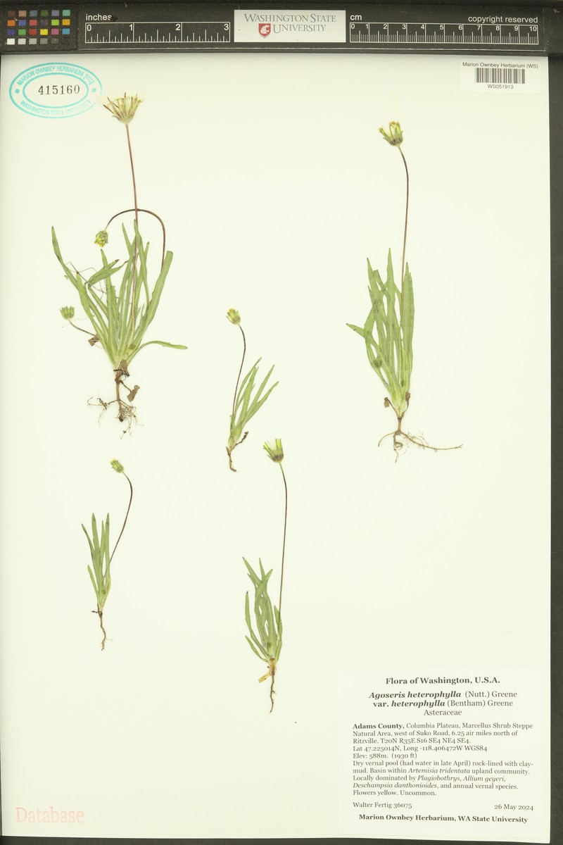 Agoseris heterophylla var. heterophylla photo 6