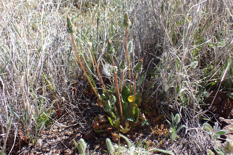 Agoseris heterophylla var. quentinii photo 2