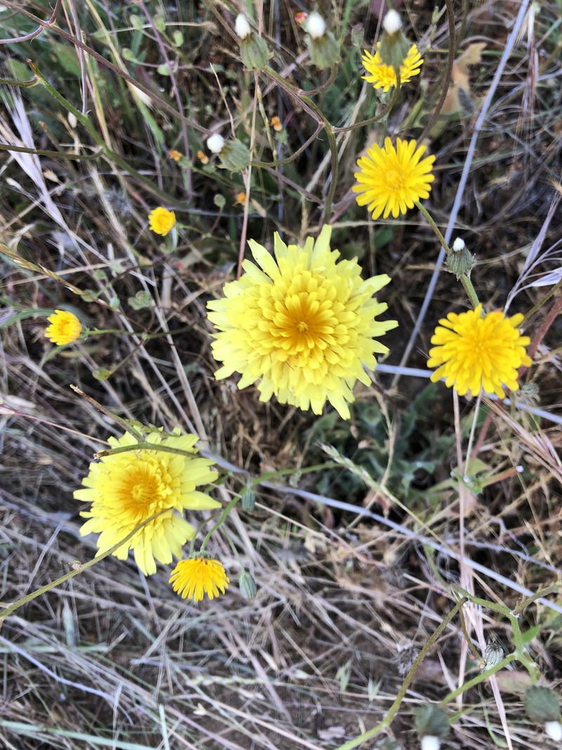 Agoseris hirsuta
