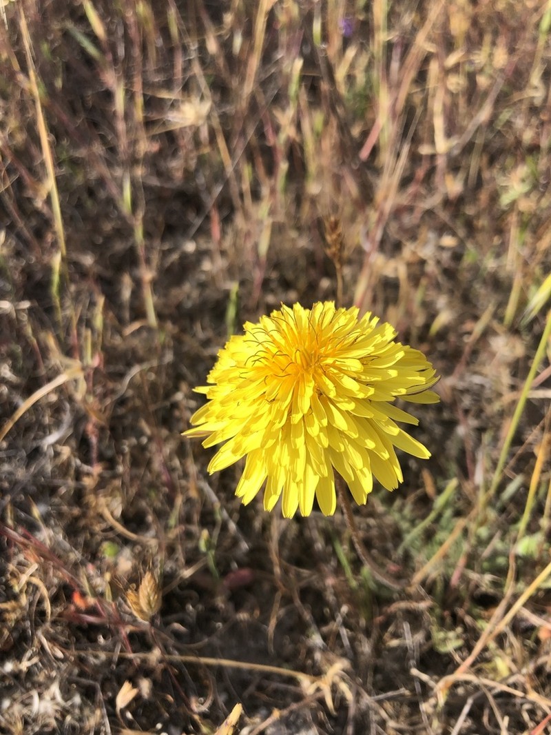 Agoseris hirsuta photo 2