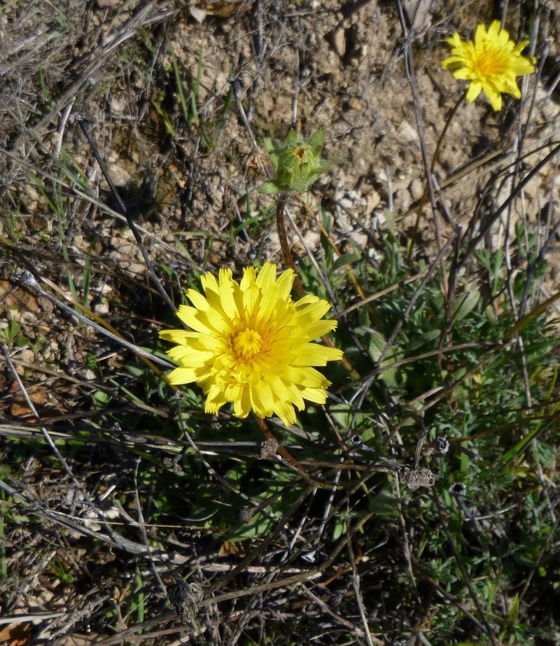 Agoseris hirsuta photo 3