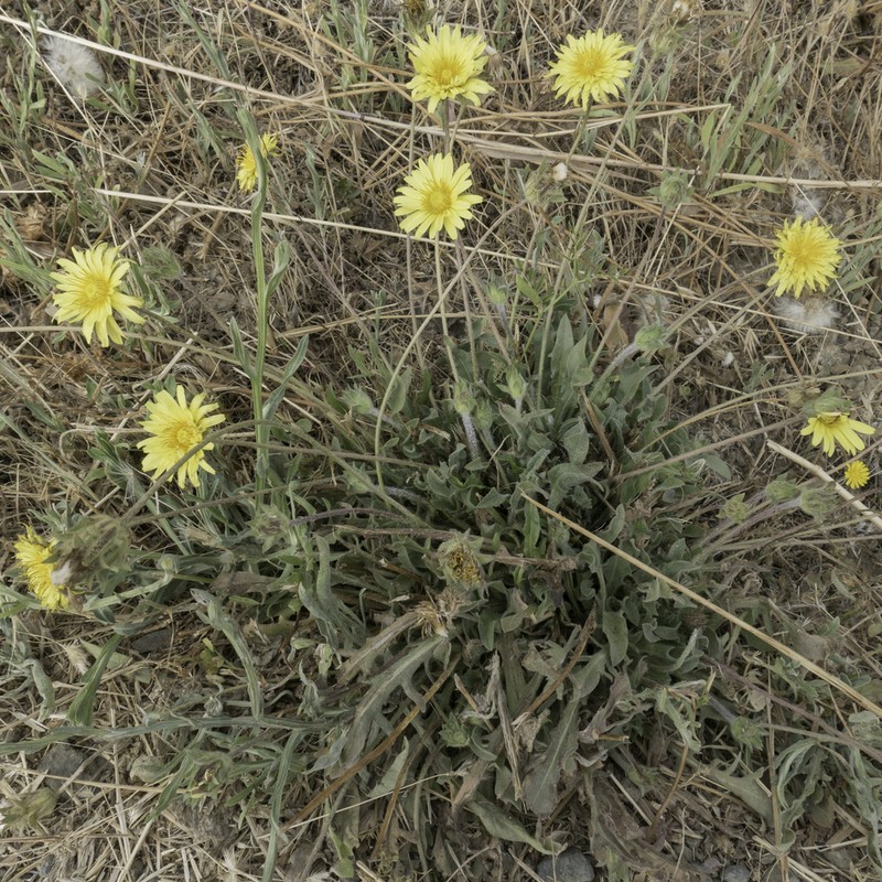 Agoseris hirsuta photo 4