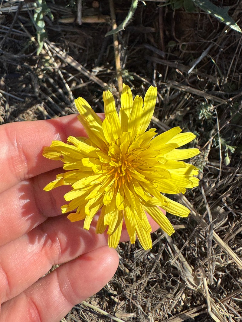 Agoseris hirsuta photo 5