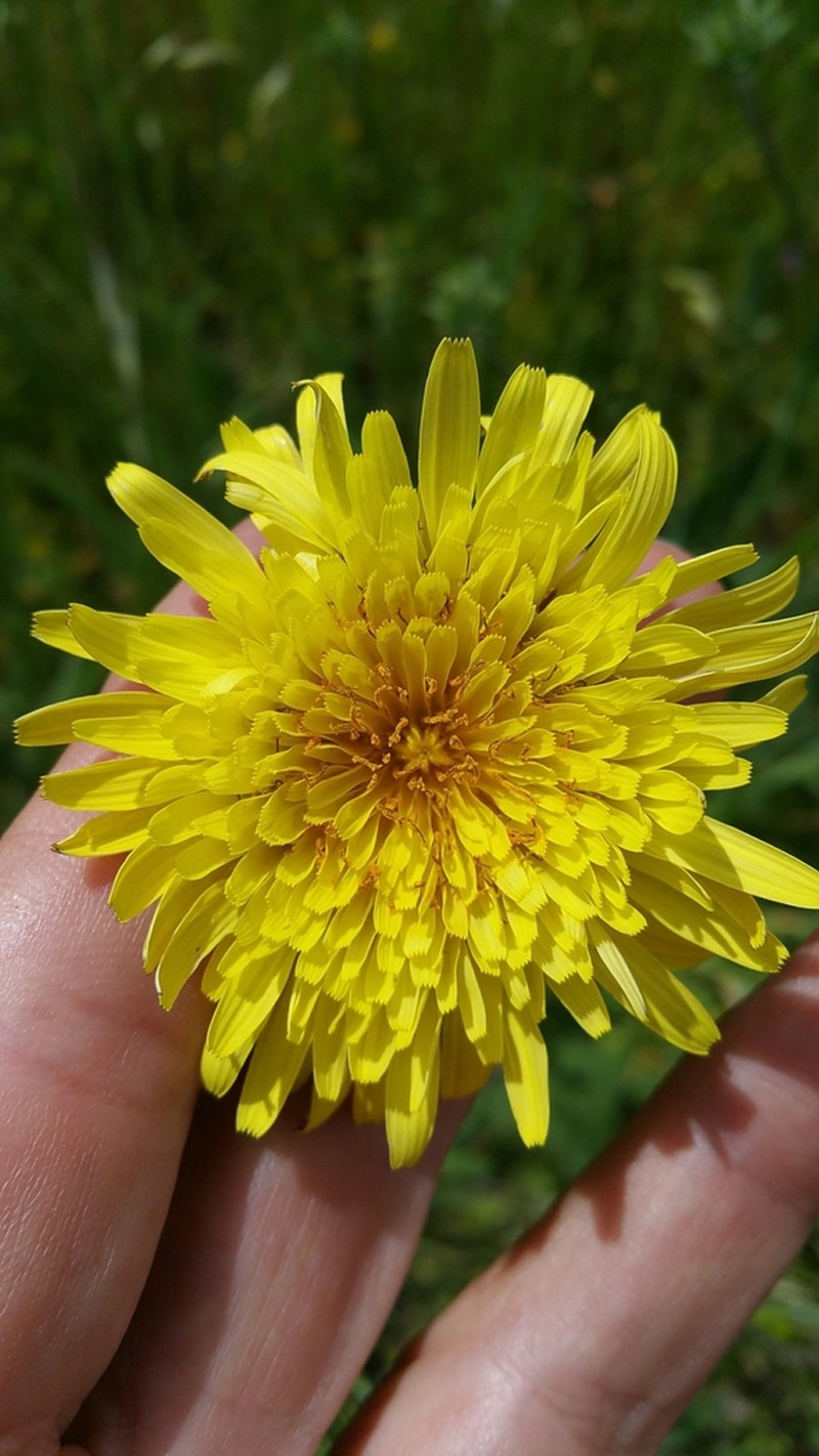 Agoseris hirsuta photo 6
