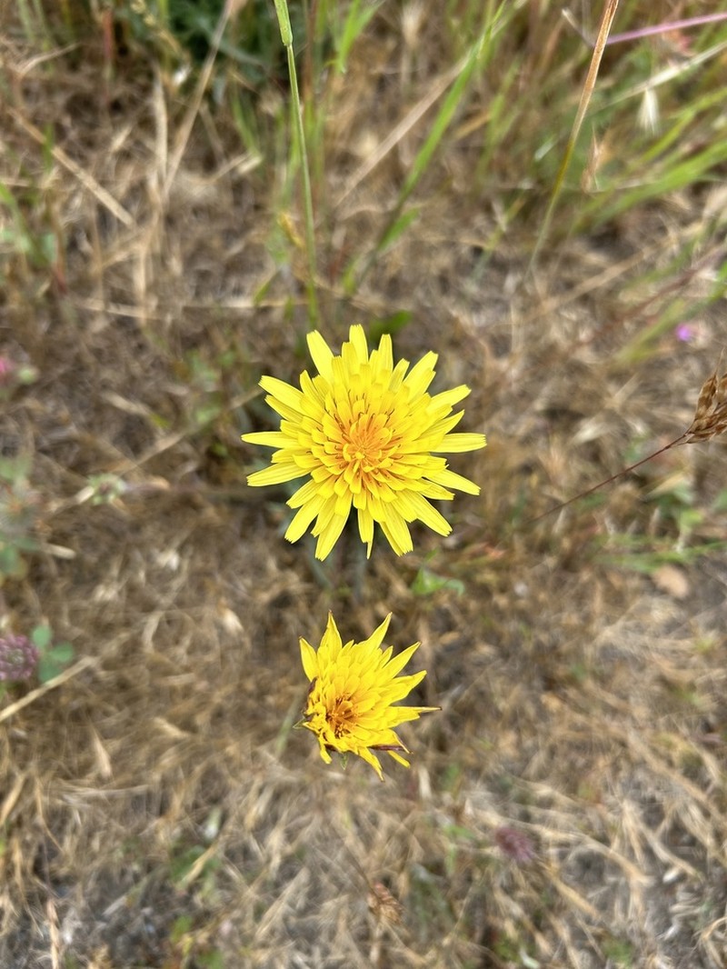 Agoseris hirsuta photo 7