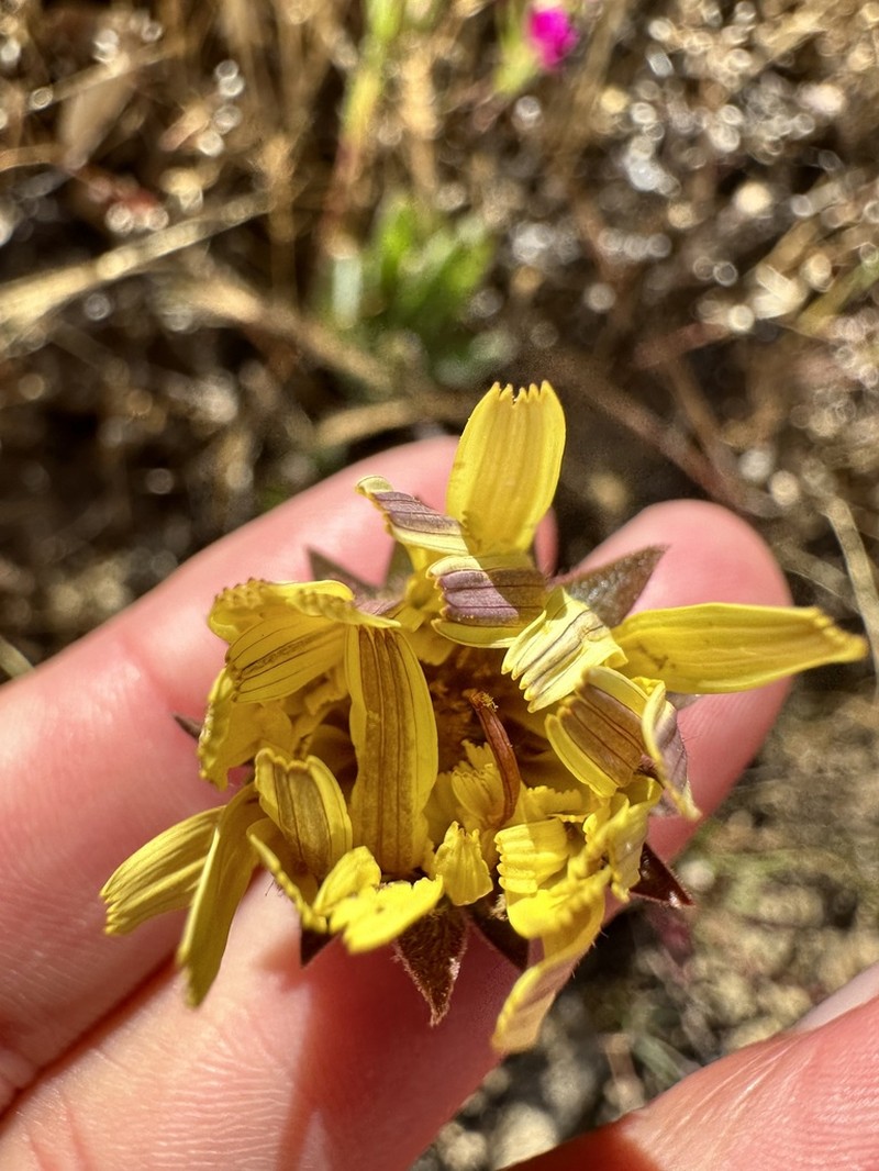 Agoseris hirsuta photo 8