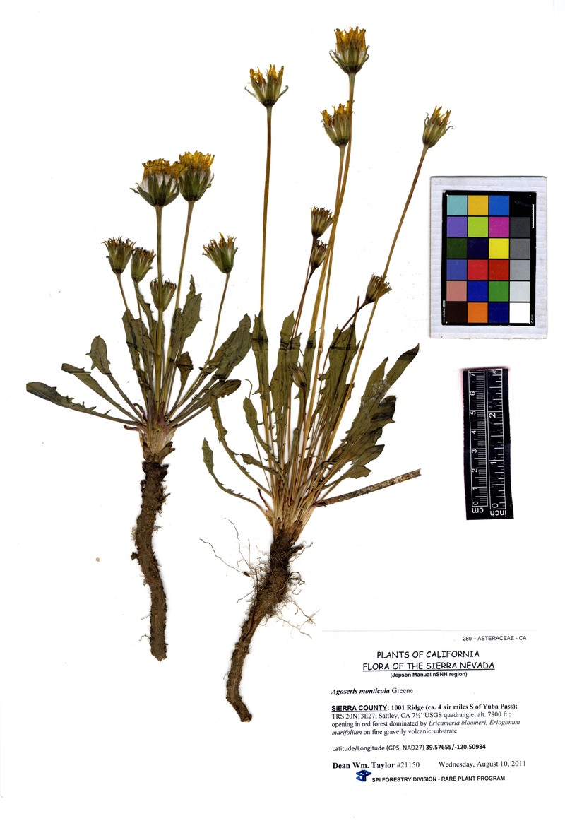 Agoseris monticola