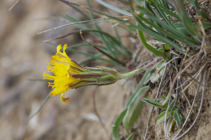 Agoseris monticola photo 2
