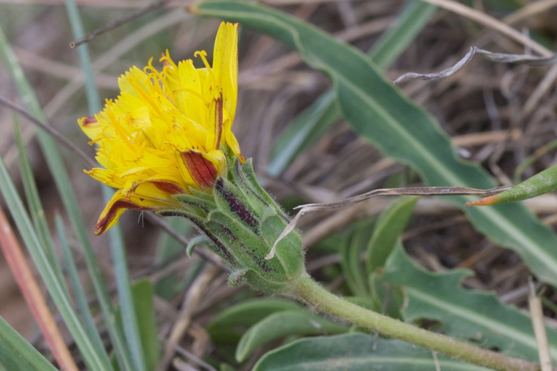 Agoseris monticola photo 3