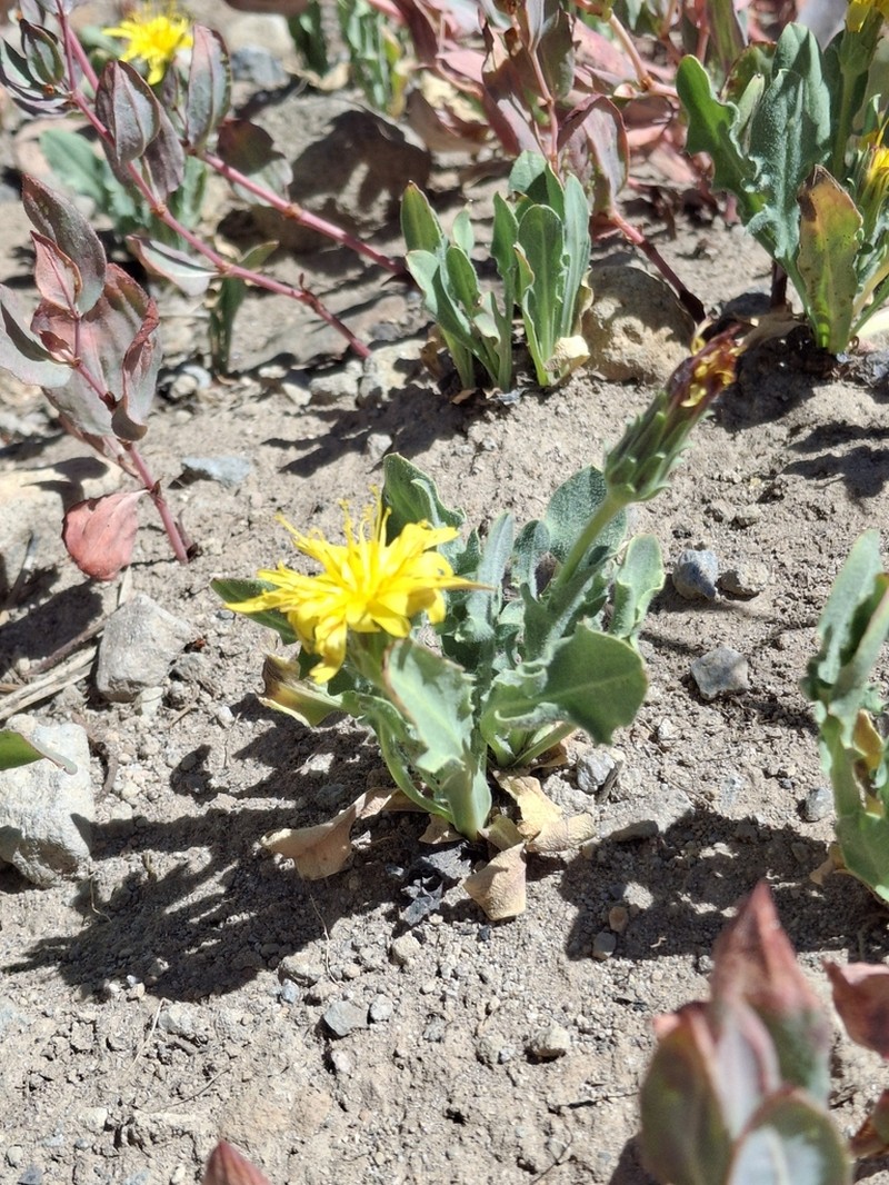Agoseris monticola photo 4