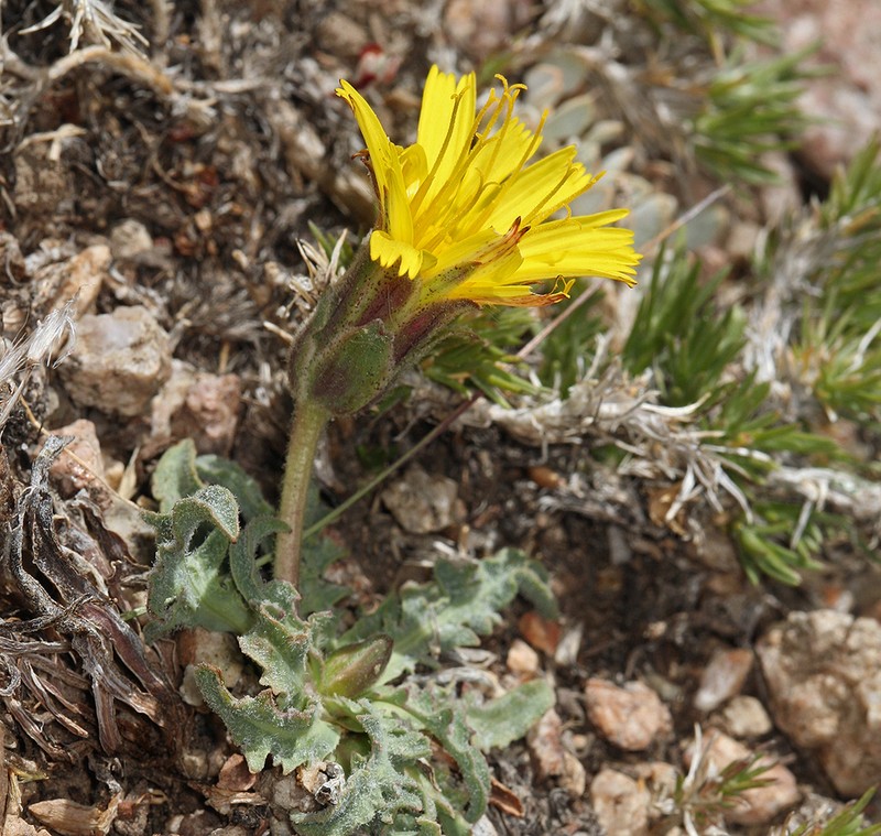 Agoseris monticola photo 5