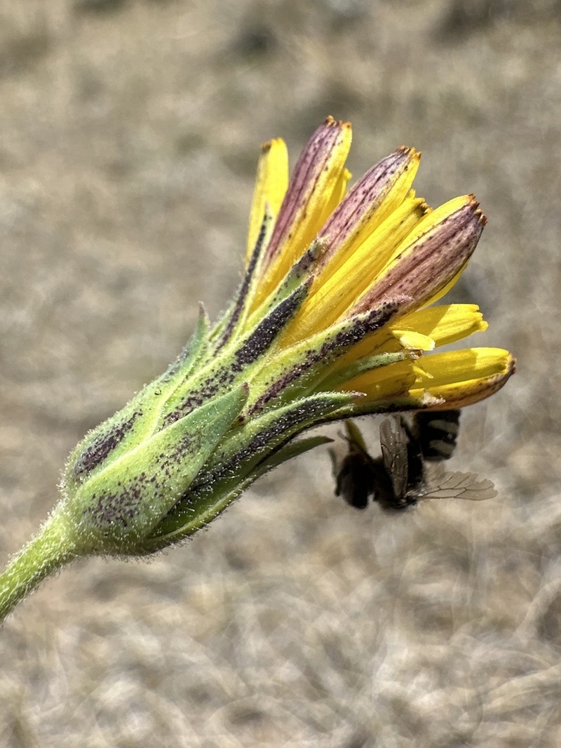 Agoseris monticola photo 6