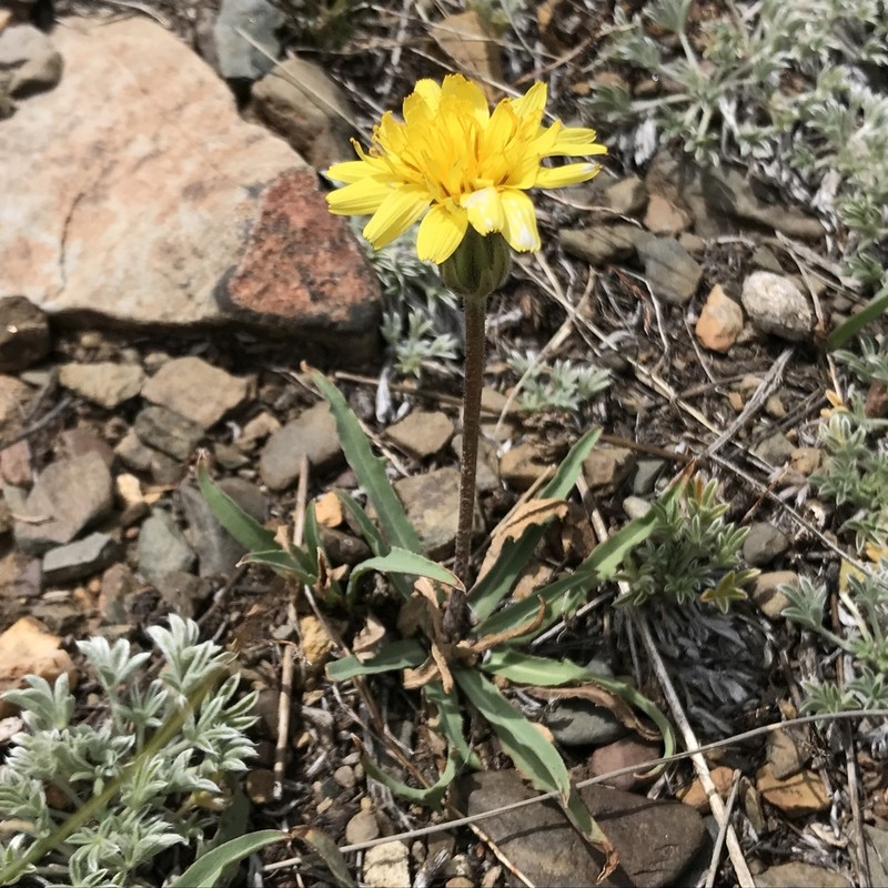 Agoseris monticola photo 7