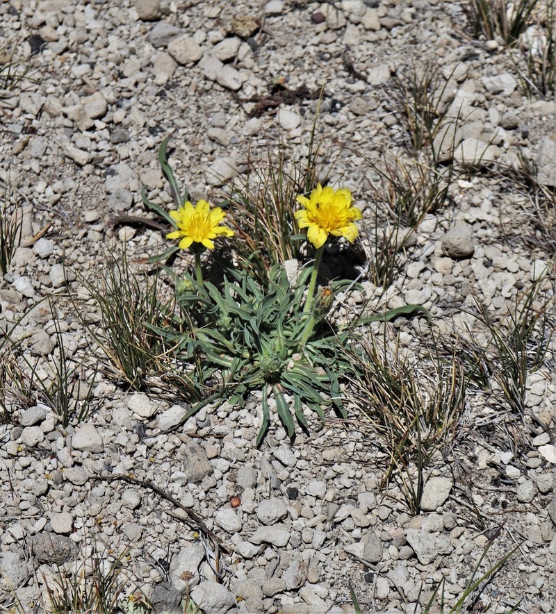 Agoseris monticola photo 8