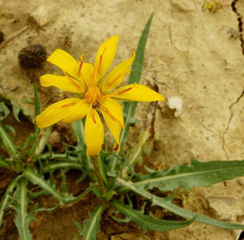 Agoseris parviflora photo 2