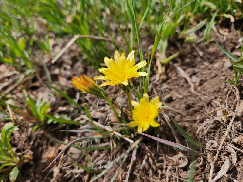 Agoseris parviflora photo 3
