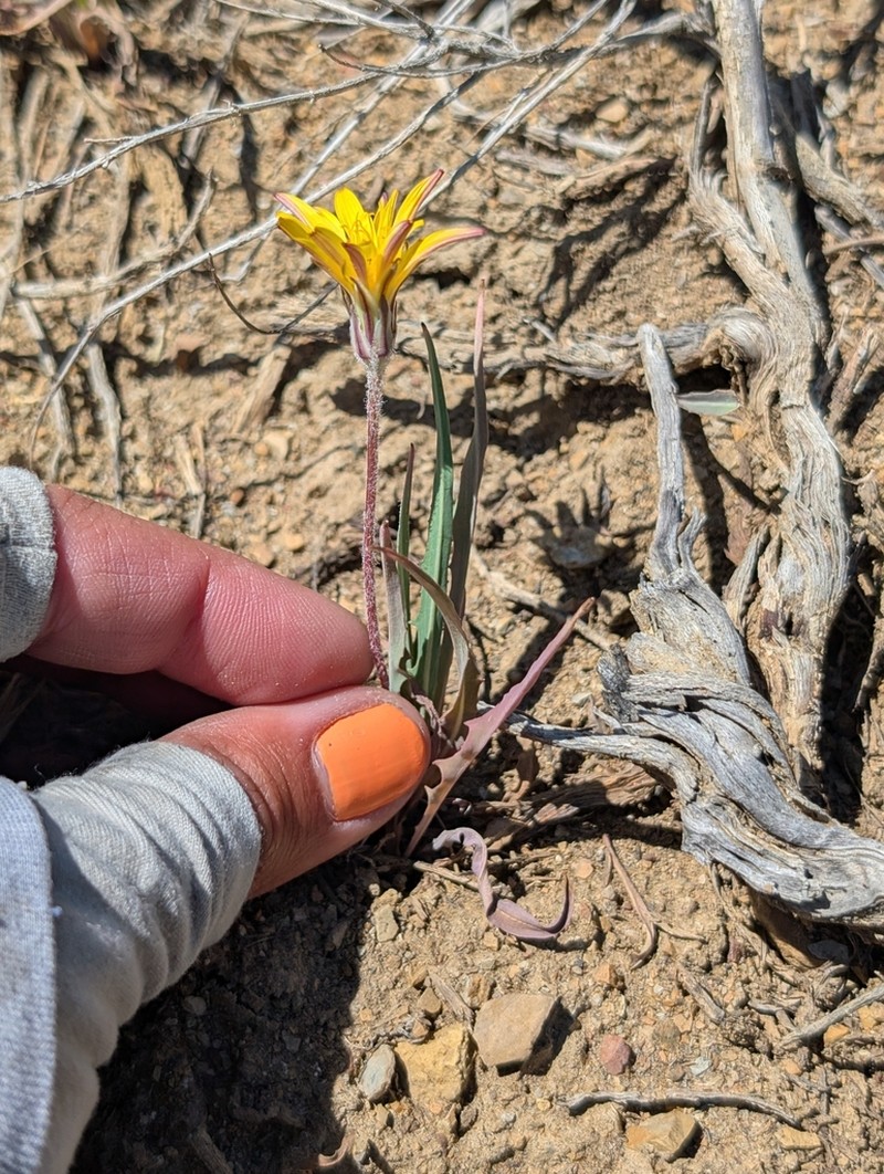 Agoseris parviflora photo 4