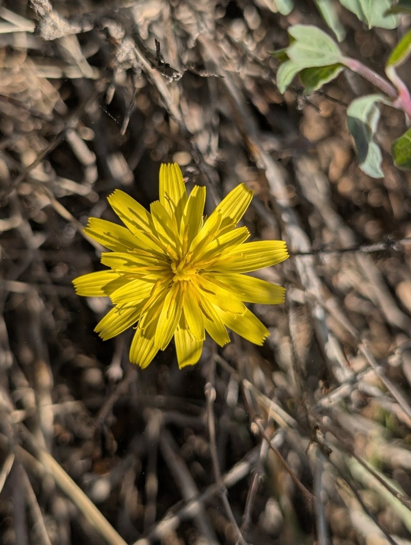 Agoseris parviflora photo 5
