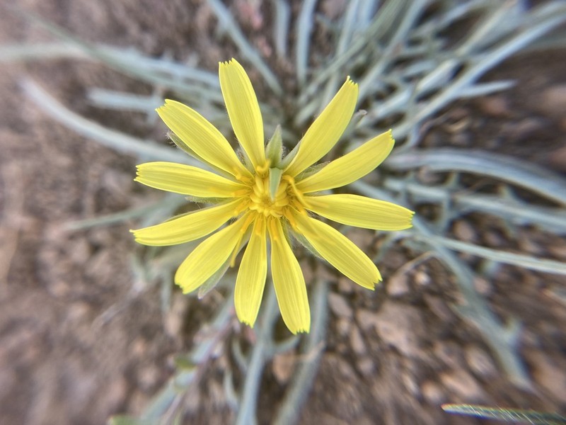 Agoseris parviflora photo 6