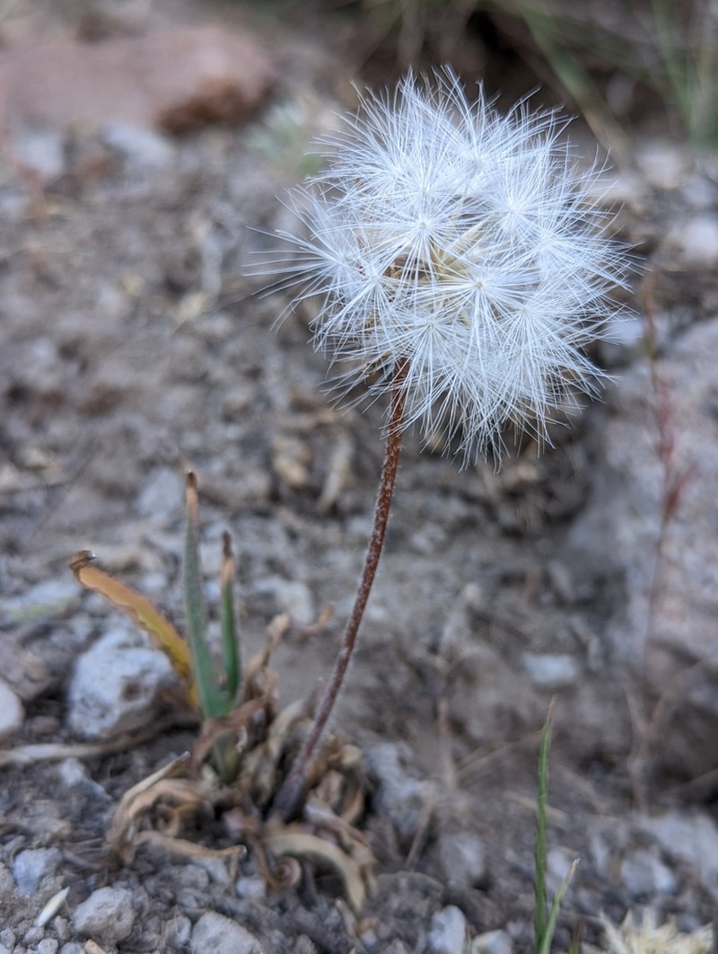 Agoseris parviflora photo 7
