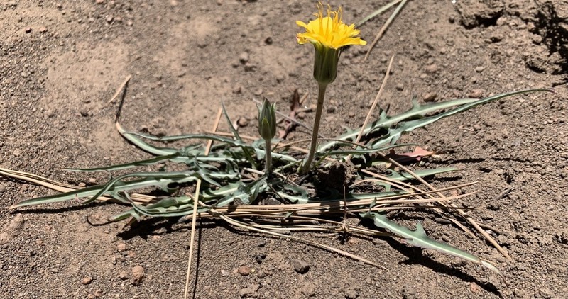 Agoseris parviflora photo 8