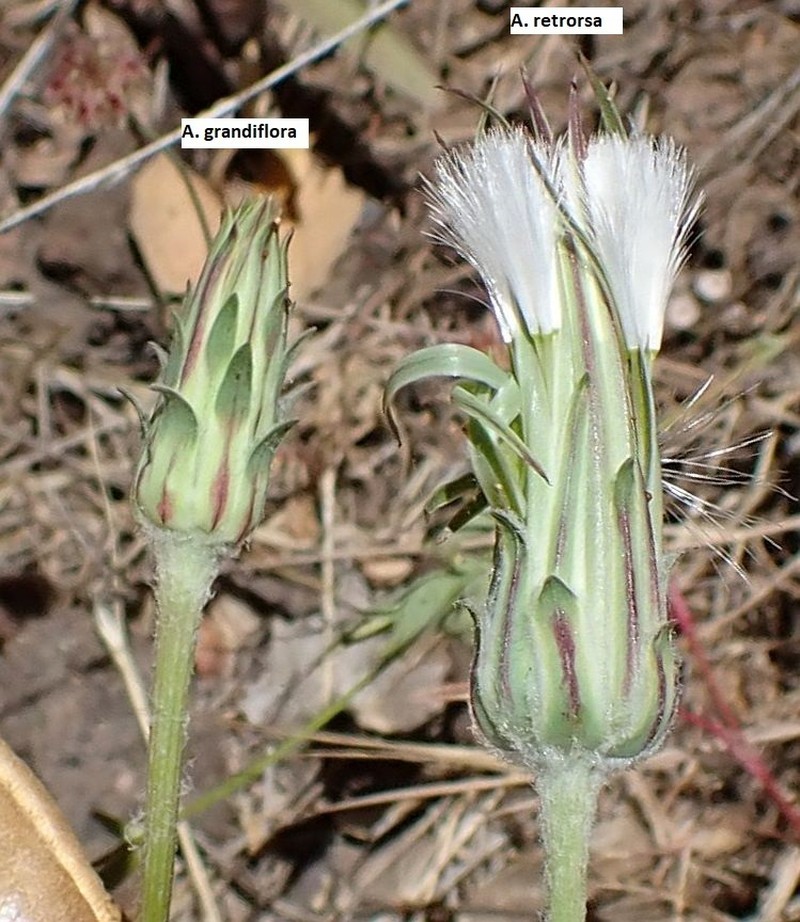 Spearleaf Agoseris photo 2