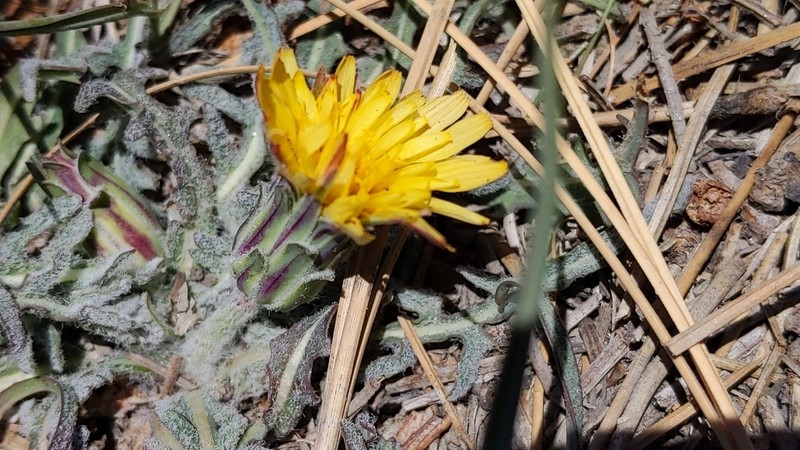 Spearleaf Agoseris photo 3