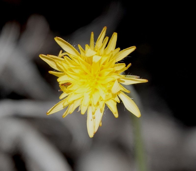 Spearleaf Agoseris photo 4