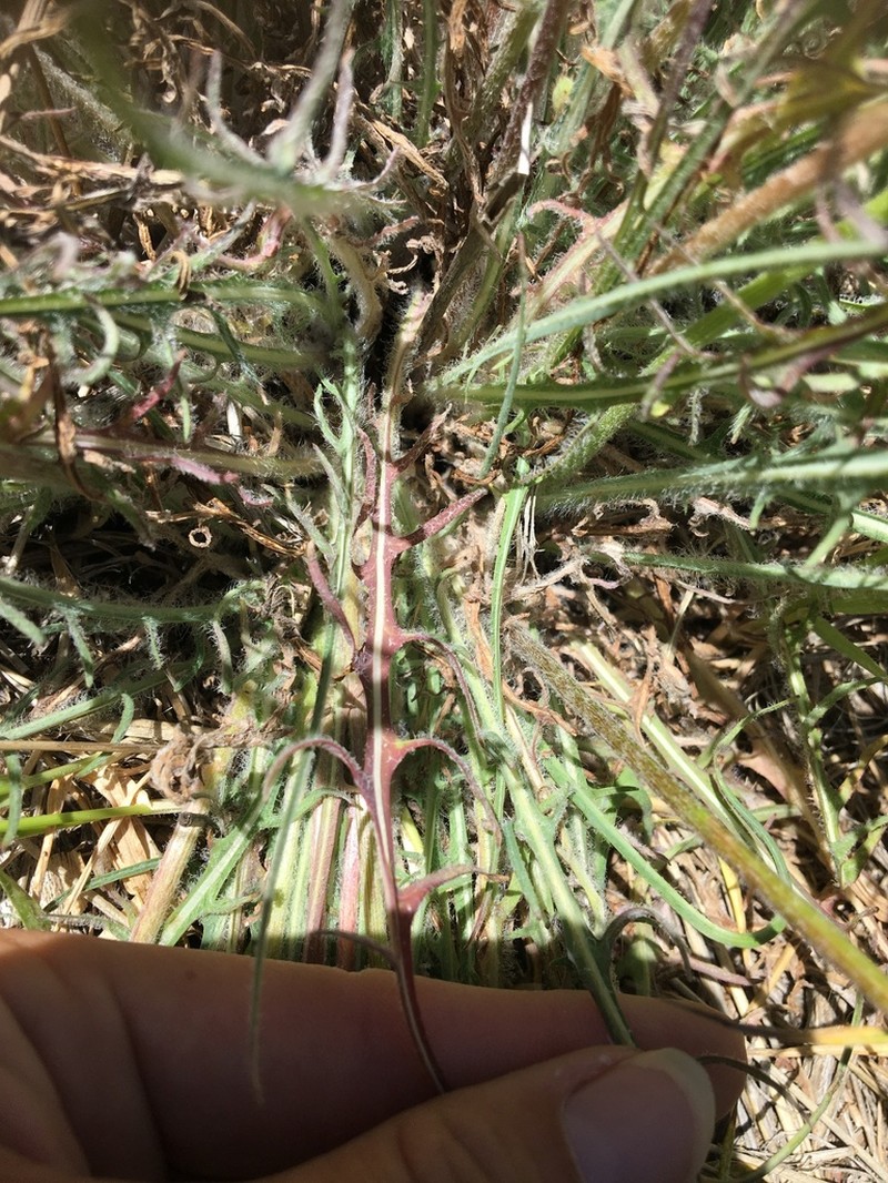 Spearleaf Agoseris photo 5