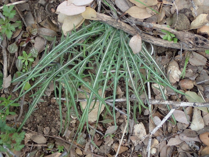 Spearleaf Agoseris photo 6