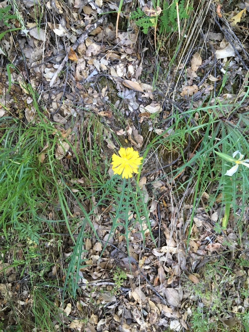 Spearleaf Agoseris photo 7
