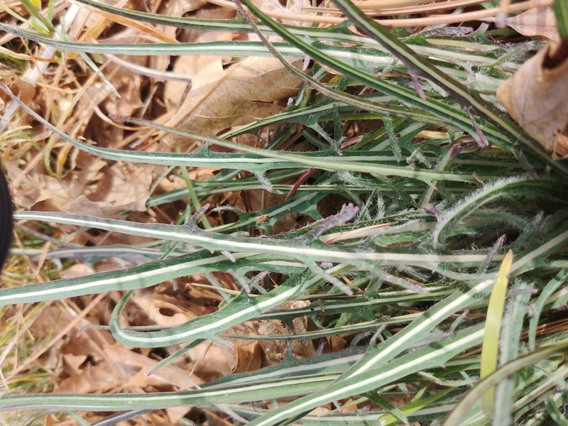 Spearleaf Agoseris photo 8