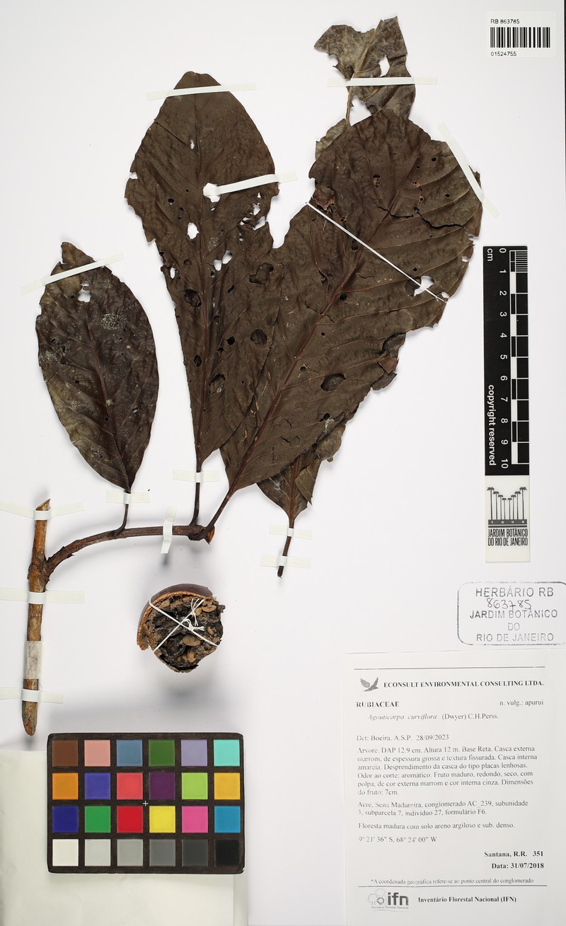 Agouticarpa curviflora