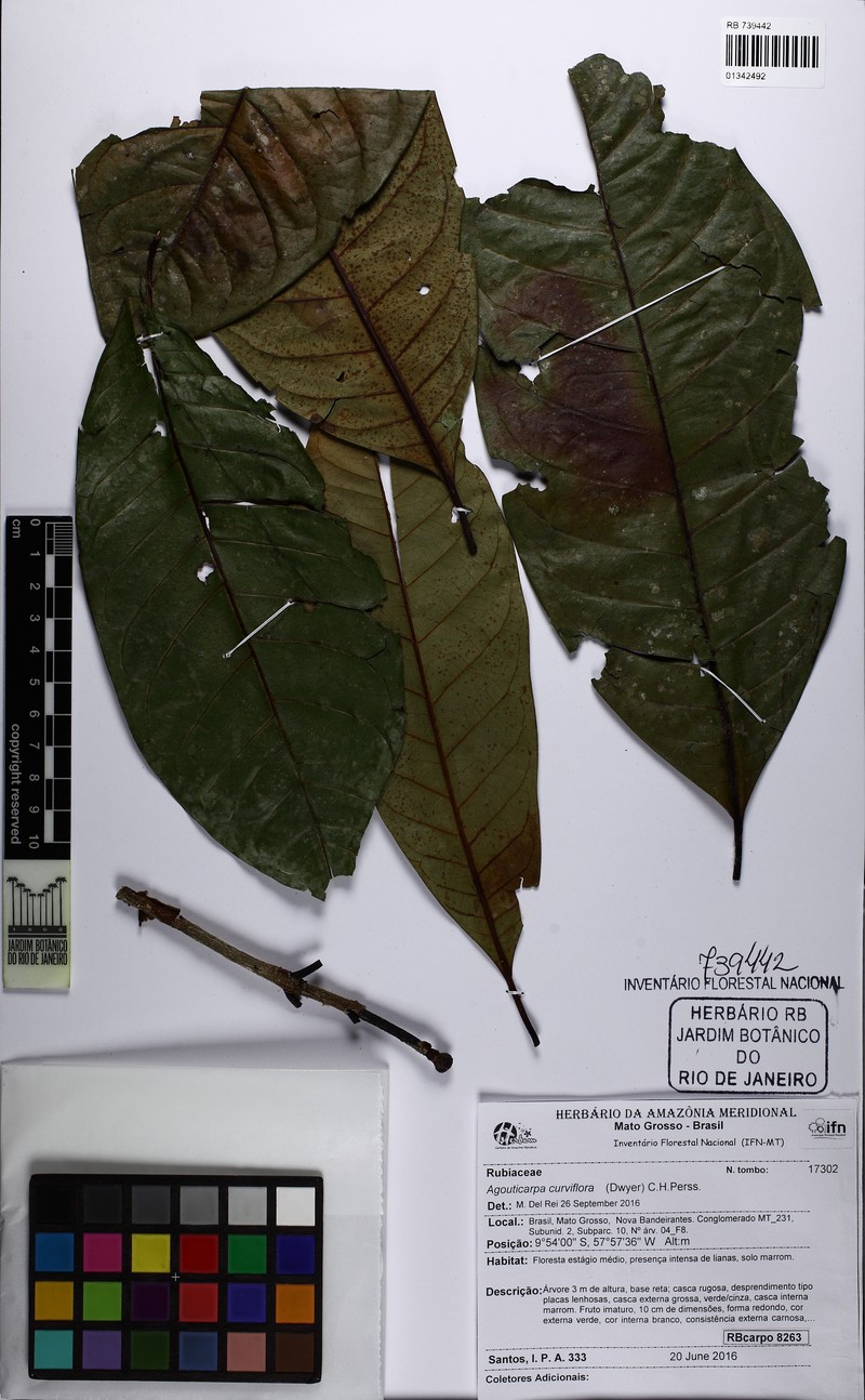 Agouticarpa curviflora photo 2